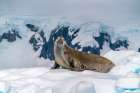 Antarctica, Yalour Islands. Crabeater seal on iceberg. Art Print
